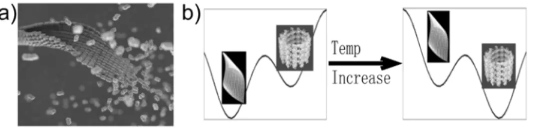 Figure 2. Schematic illustration of the basic concepts in the proposed model of tubulin self-assembly