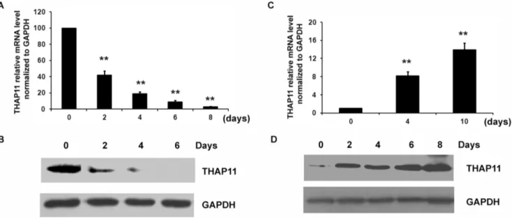 Figure 1. THAP11 expression profile during differentiation of cord blood CD34 + cells