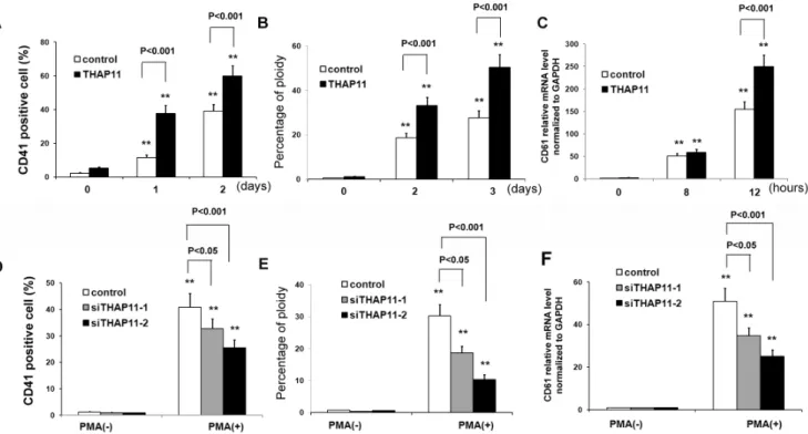 Figure 4. THAP11 accelerates megakaryocytic differentiation of K562 cells induced by PMA