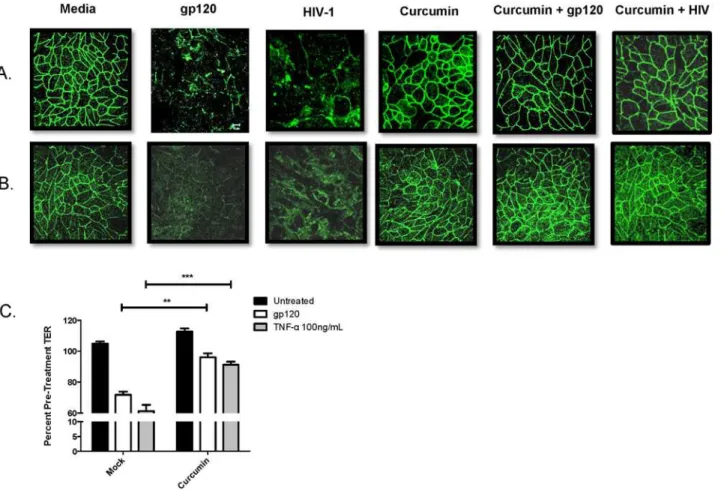Fig 1. Curcumin prevents tight junction disruption and breakdown of endometrial epithelial barrier integrity caused by HIV-1 gp120