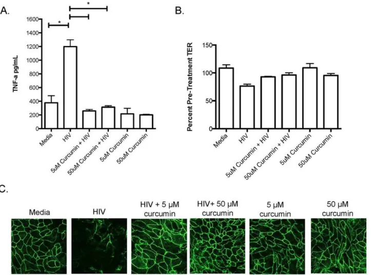 Fig 3. Curcumin protects the endocervix against the barrier-breaking effects of HIV-1
