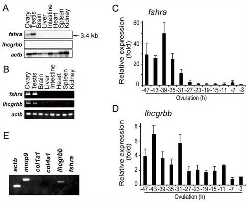 Figure 2. Expression of gonadotropin receptors in the medaka. (A) Northern blot analyses for fshra and lhcgrbb mRNAs were performed using total RNAs isolated from various medaka tissues