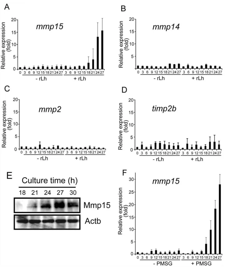 Figure 6. Induction of mmp15 mRNA and protein expression in the preovulatory follicle by medaka rLh