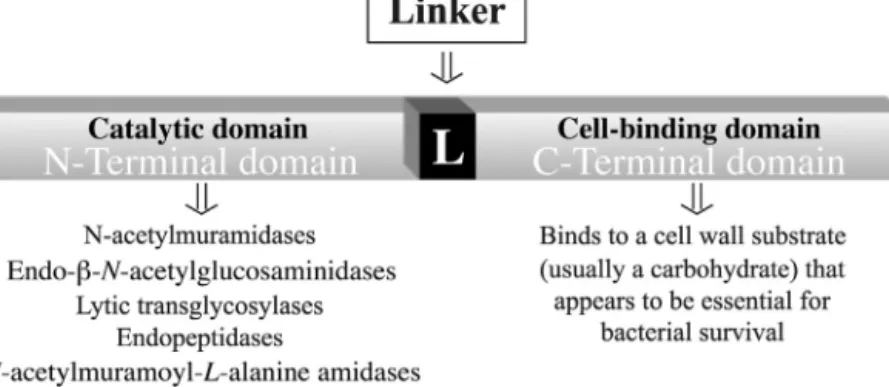 Fig. 4. Basic structure of lysins, characterized by having two protein domains, N-terminal and C-terminal domains, separated by a “linker”.