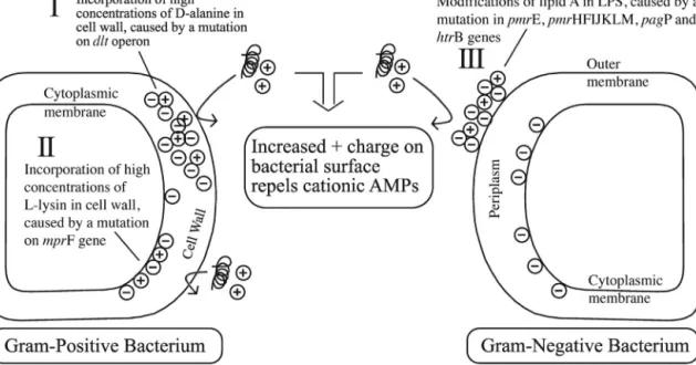 Fig. 7. Putative mechanism of both Gram-positive and Gram-negative bacterial resistance to AMPs mediated by changes in the net surface charge of the bacterial membrane.