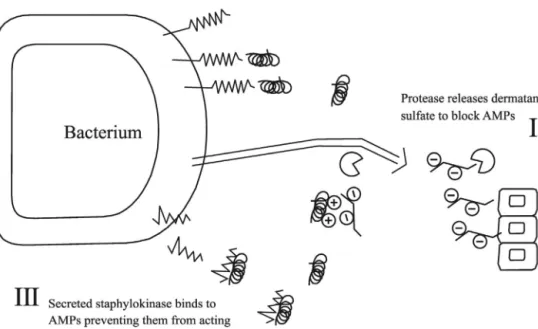 Fig. 8. Mechanism of bacterial resistance to AMPs via binding to surface proteins on the bacterial cell.