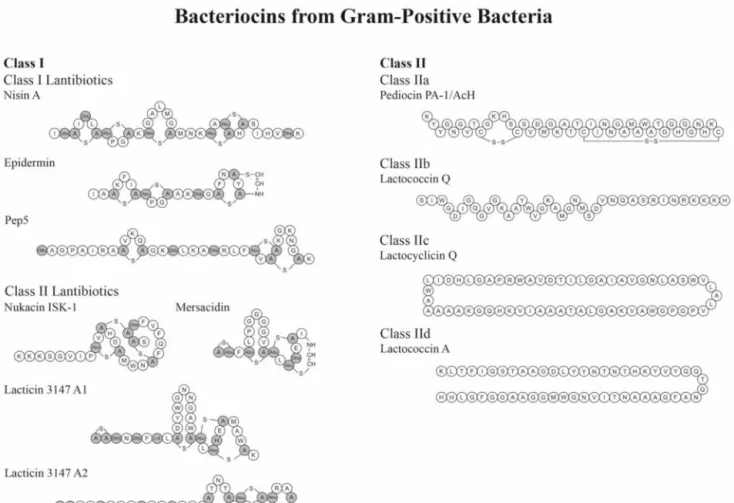 Fig. 10. Primary structure of several Class I and II bacteriocins.