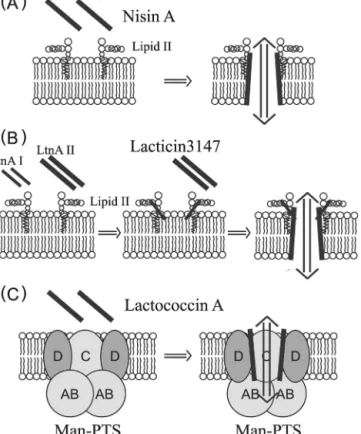 Fig. 11. Mechanisms of action of classes I and II bacteriocins; nisin A (A), lacticin 3147 (B) and lactococcin A (C).