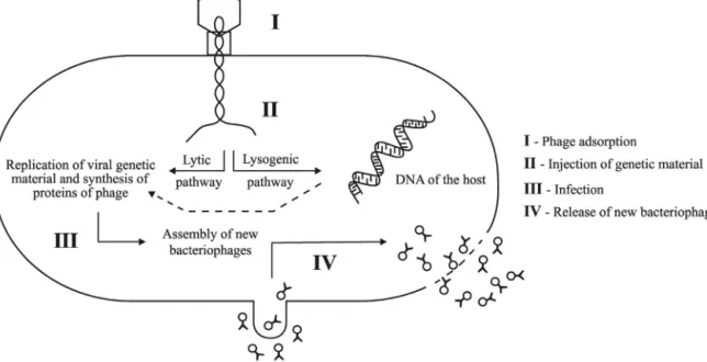 Fig. 1. Schematic diagram of the lytic and lysogenic infectious cycles of a bacteriophage.
