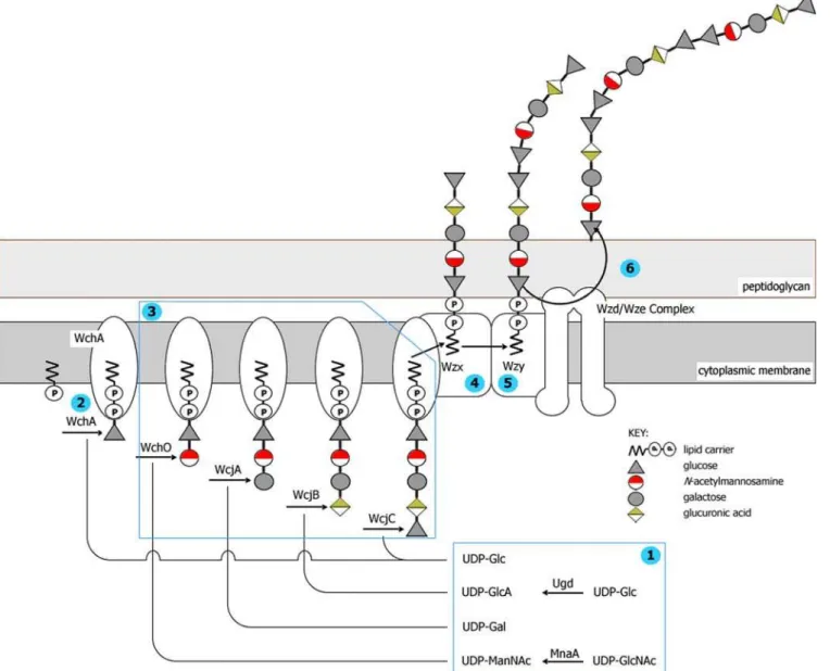 Figure 1. Representation of the Wzx/Wzy-Dependent Pathway for Biosynthesis of CPS 9A