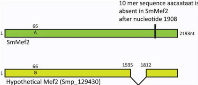 Figure 2. A graphical depiction of the modified yeast 1-hybrid system. The Gal4 DBD alone cannot activate reporter genes activity without an activation domain (A), while the complete Gal4 transcript will induce reporter activity (B)