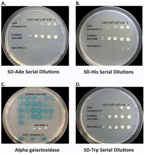Figure 3. Selection and screening to test ability of SmMef2 to induce reporter genes. Serial dilution spot tests are displayed on –adenine or –histidine nutritional marker plates to test whether SmMef2 can induce the genes encoding adenine or histidine bio