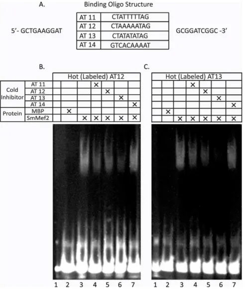 Figure 4. EMSA Analysis of SmMef2 DNA binding. Double stranded oligonucleotides with Mef2 consensus sequences were designed to test SmMef2 binding requirements (A)