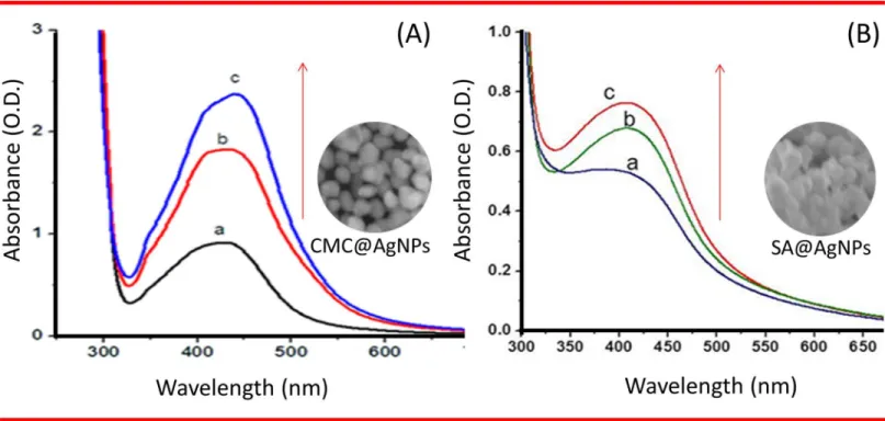 Fig 1. Ultraviolet – Visible spectroscopy. (A) CMC@AgNPs at (a) 50 μl, (b) 100 μl, (c) 150 μl and (B) SA@AgNPs at 50 μl (a), 100 μl (b) and 150 μl (c) of aniline