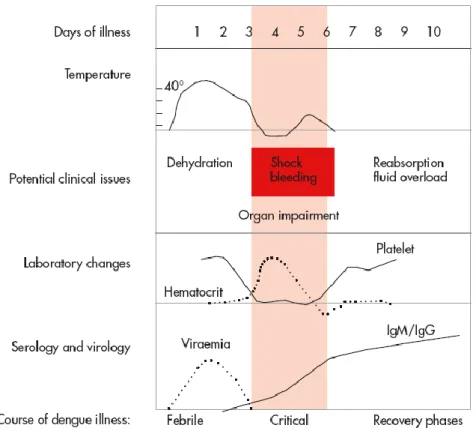 Figura 1: História natural da infeção sintomática por vírus dengue 