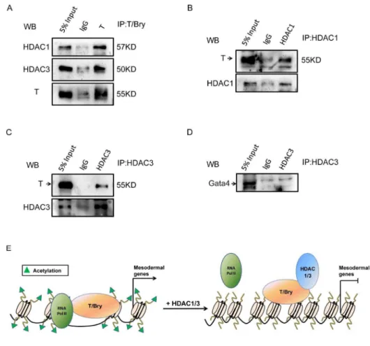 Figure 6. HDAC can repress the transcriptional activity of T/Bry via physical interaction