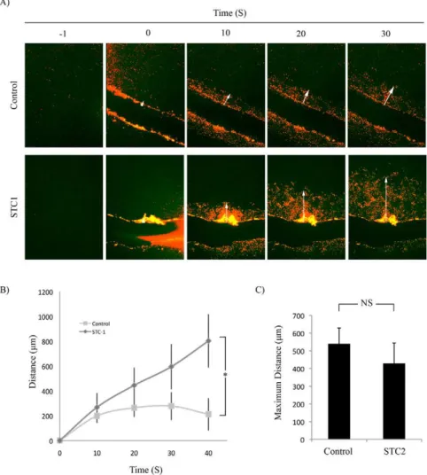 Figure 1A (Movie S1 and S2) shows representative images of the propagation of a calcium wave originating from the scrape site to adjacent cells over 30 seconds
