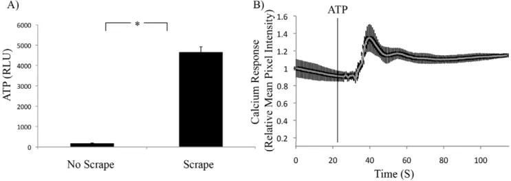 Figure 2. Mechanically Injured Cells Released and Responded to Extracellular ATP. A) Mean ATP content of conditioned media from control or mechanically stimulated A549 monolayers