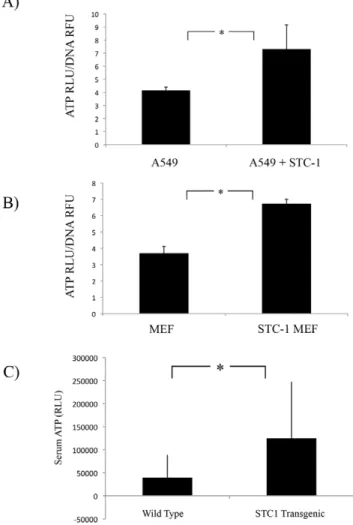 Figure 7. STC1 Enhanced the Release of ATP in vitro and in vivo. A) A549 cells were stimulated with 500 ng/mL STC1 for 10 mins.