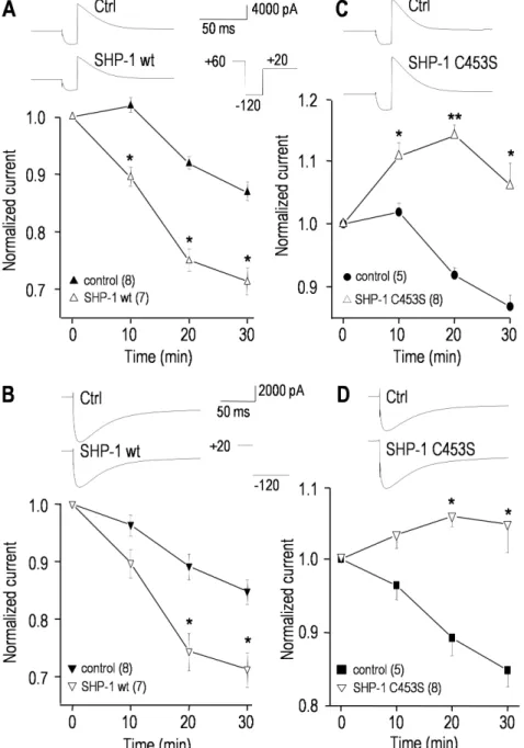 Figure 7. SHP-1 tyrosine phosphatase regulates the hERG current. Currents were compared between cells recorded with pipette solutions containing saline (control), or 100 mg/mL of active recombinant wild-type SHP-1 (A, B), or a 3:1 mixture of the inactive s