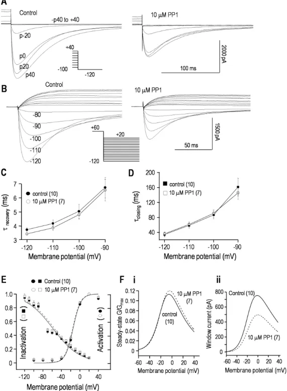 Figure 2. PP1 reduces the hERG window current without apparently affecting the voltage dependence or kinetics