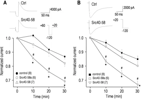 Figure 3. Src tyrosine kinase regulates the hERG current. Currents were compared between cells recorded with pipette solutions containing saline (to control for spontaneous changes), 100 mg/mL of a Src-inhibitory peptide (Src40-58), or 100 mg/mL of a scram