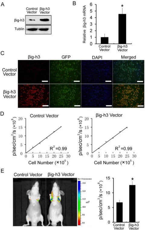 Figure 2. big-h3 promotes metastasis of human osteosarcoma cells in vivo. (A) Western blot was performed to examine the big-h3 protein levels in Saos-2 cells which were transfected with control vector or big-h3 vector