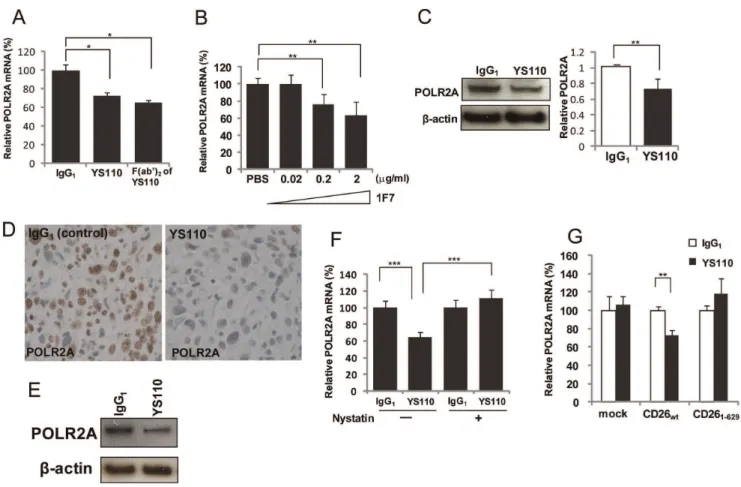 Figure 6. Nuclear Translocation of CD26 After Treatment with YS110 or 1F7 Suppresses POLR2A Expression