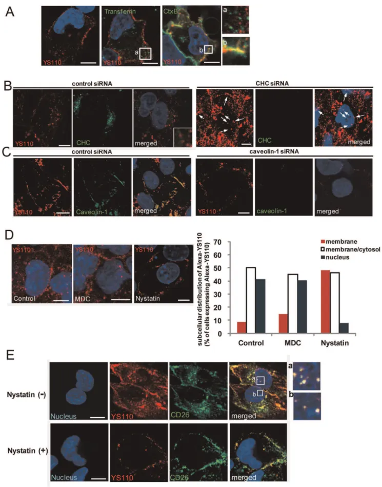 Figure 3. Caveolin-Dependent Endocytosis Mediates the Nuclear Translocation of CD26 and YS110