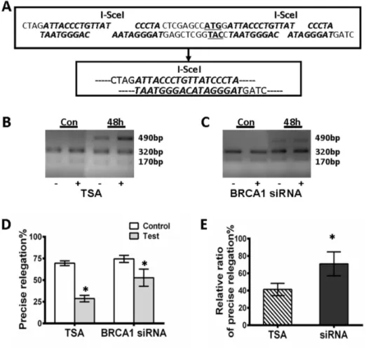 Figure 5. The influence of BRCA1 on the fidelity of NHEJ. A, The strategy used to assay NHEJ fidelity