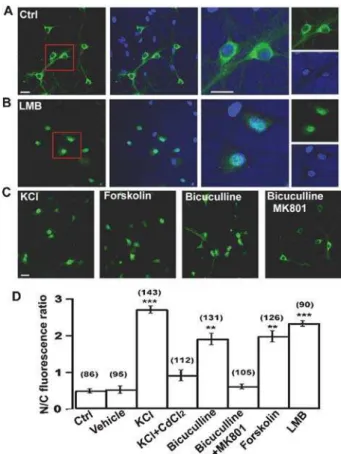 Figure 1. Expression pattern and subcellular distribution of TORC1 in rat hippocampal neurons