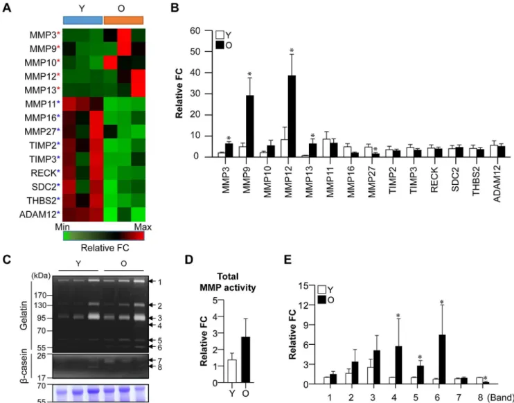 Fig 2. Expression of MMP regulation pathway-related genes in aged gingival tissues. (A) RNA sequencing of MMP regulation-related genes in young and old gingival tissues (n = 3 per group)
