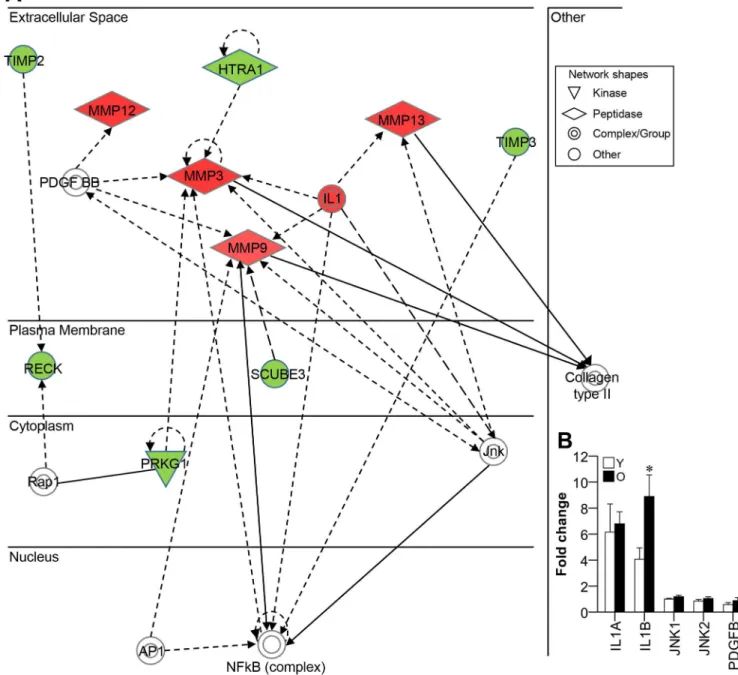 Fig 3. Network of genes co-expressed with MMPs. (A) Genes that were co-regulated with the MMPs that were upregulated in old gingival tissues (red diamond shapes) were analyzed using IPA