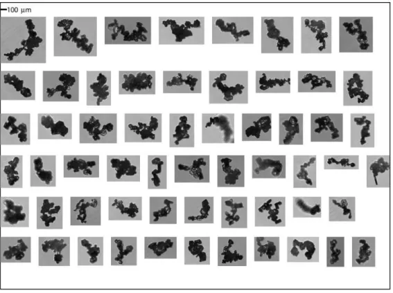 Fig. 10. Close up view of typical complex chain aggregates of hexagonal plates observed within a Hector storm outflow (temperatures T < −50 ◦ C) during the EMERALD-II experiment (Connolly et al., 2007).