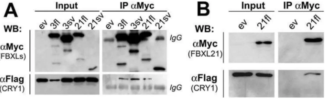 Figure 2. Ovine and murine Fbxl3 and Fbxl21 physically associate with oCry1. A. Extracts from COS7 cells co-transfected with Myc-Fbxl and Flag-Cry1 expression vectors were submitted to immunoprecipitation (IP) with a -Myc beads followed by western-blotting
