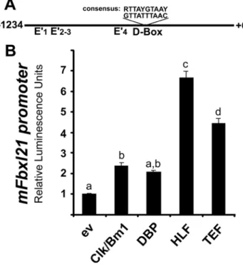 Figure 7. A model for Fbxl21 function in the mammalian circadian clock. Transcriptional control (green dashed line) by CLK/