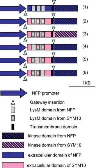 Figure 1. Schematic representation of the Gateway H constructs used. Schematic drawing of the genes obtained after ‘‘Multisite Gateway H ’’ LR recombination