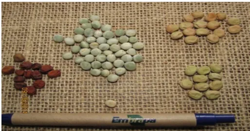 Figura 1 – Principais tipos de grãos de ervilha encontrados no banco de sementes. 