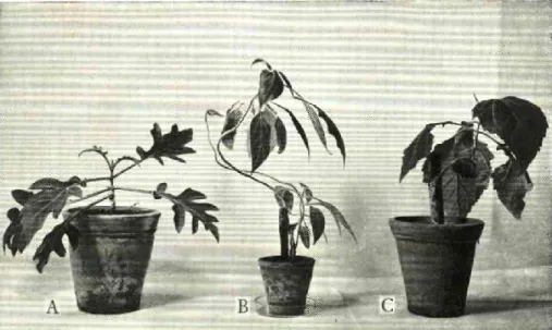 Fig. 2 — Montanoa obtida, recentemente, através  dum lançamento floral