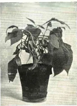 Fig. 4 — Indução do carácter juvenil  sem que a totalidade da planta esteja  sujeita a estase hídrica