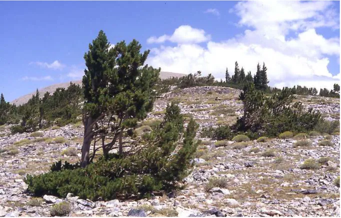 Fig 3). Severe microclimates are more likely  than global warming to control treeline  dy-namics at a local level, at least in the next  fu-ture