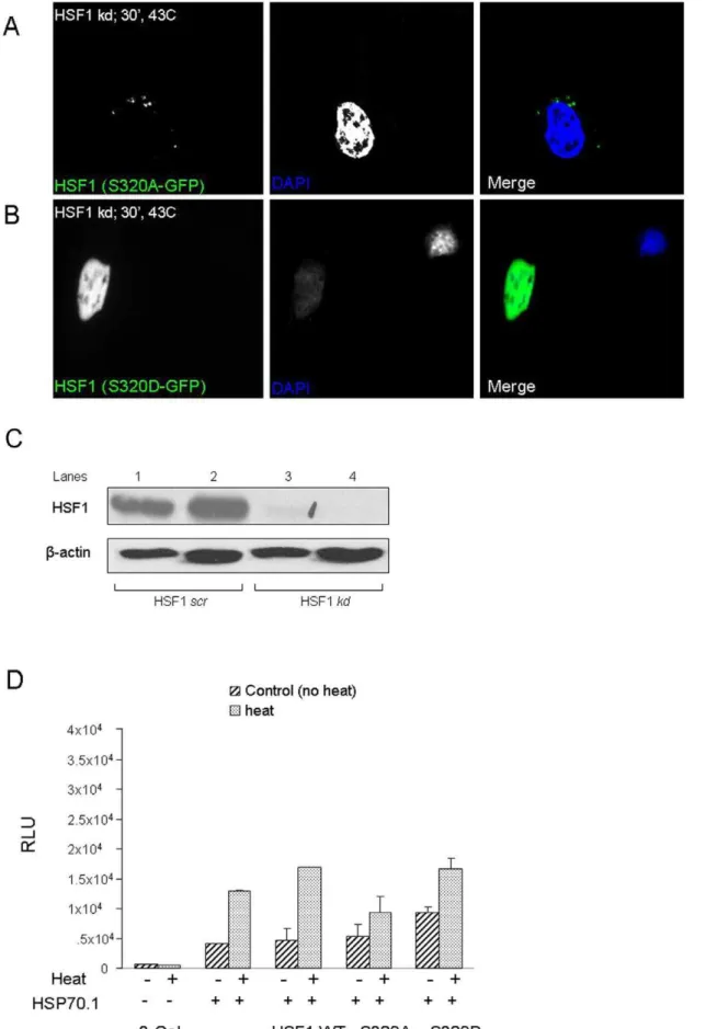 Figure 4. Phosphorylation at S320 influences the intracellular localization and activity of HSF1