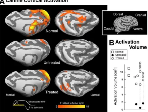 Table 2. Canine fMRI Cortical Activation