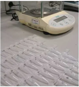 Figura 8: Pesagem inicial dos tubos de Eppendorf 