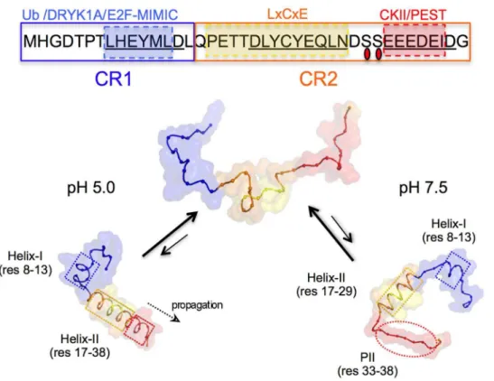 Figure 9. Model of E7N conformational ensembles at pH 7.5 and pH 5.0. In the upper part of the figure the E7N sequence is shown with CR1 and CR2 regions boxed in blue and orange, respectively