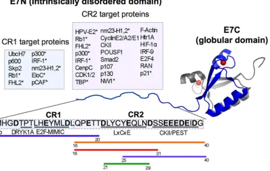 Figure 1. Schematic representation of HPV-16 E7 oncoprotein and the E7N Intrinsically disordered domain