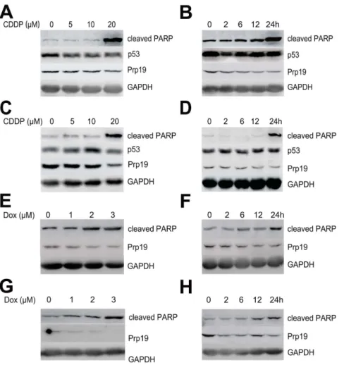 Figure 1. Cisplatin (CDDP) or doxorubicin (Dox) induces Prp19 down-regulation in HCC cells