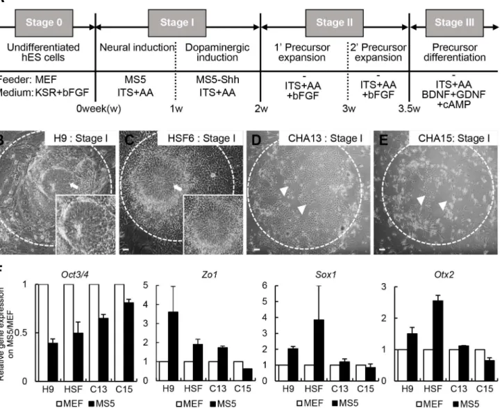 Fig 1. Low efficiency induction of neural rosette-like cells from the hESCs CHA13 and CHA15 using a previously published stromal cell co-culture method