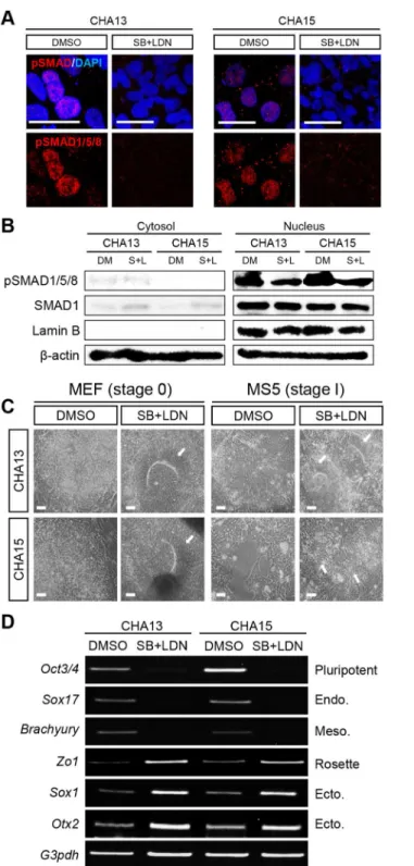 Fig 3. Efficient neural conversion of CHA13/15 hESCs by dual SMAD signaling inhibition