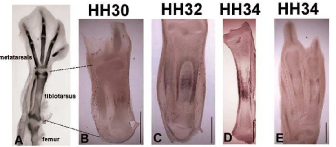 Figure 2. Tibiotarsal morphology and ColX expression patterns. (A) Avian hindlimb at HH34 stained with Alcian Blue to highlight cartilage, (B–D) ColX expression patterns in sections of the avian tibiotarsus at stages HH30, HH32 and HH34